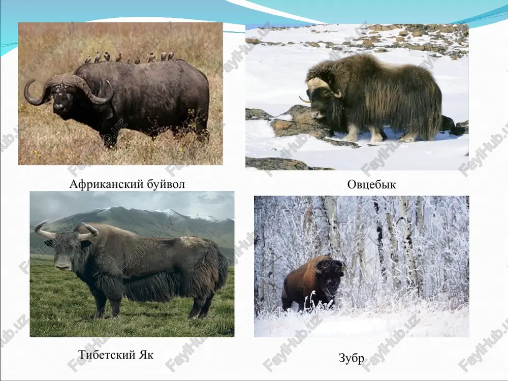 i pochvi, veter i t.p.), - edaficheskie ili pochvenno-gruntovie (mexanicheskiy i ximicheskiy sostav pochvi, ix fizicheskie svoystva i t.d.), - topograficheskie (usloviya relefa mestnosti, ekspozitsiya, krutizna sklona i t.d.), - geologicheskie (zemletryaseniya, smeshenie dna morey i okeanov, izverjenie vulkanov i t.p.) i drugie. bioticheskie faktori bioticheskie faktori- eto sovokupnost vozdeystvie jiznedeyatelnosti odnix organizmov na drugie. vse mnogoobrazie vzaimootnosheniy mejdu organizmami mojno razdelit na dva osnovnix tipa: antagonisticheskie (gr. antogonizma- borba) i neantagonisticheskie. antagonisticheskie – eto takie otnoshenie, pri kotorix organizmi dvux vidov podavlyayut drug - druga (- -) ili odin iz nix podavlyayut drugoy bez usherba dlya sebya (+ -) osnovnie formi etogo vida bioticheskie otnosheniy: xishnichestvo, parazitizm i konkurentsiya. xishnichestvo xishnichestvo- forma vzaimootnosheniy organizmov raznix troficheskix urovney, pri kotoroy odin vid organizmov jivet za schet drugogo, poedaya ego (+ -) parazitizm parazitizm – (gr. parasitos - tunyadets) mejvidovie vzaimootnoshenie, pri kotorix odin vid jivet za schet drugogo (+ -), …