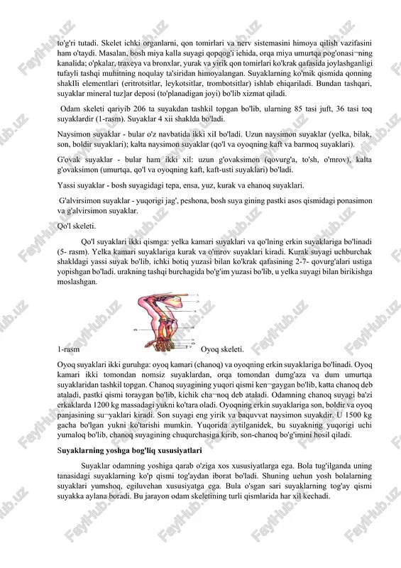 suyaklari orqa tomondan dumg‘aza suyaklari bilan birlashib oldinda qov birlashmasini hosil qilib butun chanoq, pelvis ni shakllantiradi. chanoq suyagi 3 ta suyak, yonbosh suyagi, os ileum, qov suyagi, os pubis, quymich suyagi, os ischi larning o‘zaro bitishib ketishidan yuzaga keladi. bu suyaklar o‘zaro birlashgan nuqta lateral yuzada sirka kosasi acetabulum ga to‘g‘ri keladi. bu soha eng ko‘p og‘irlik va dinamik kuchlar ta’sir qiladigan soha hisoblanadi. sirka kosasi, acetabulum va son suyagining boshi chanoq- son bo‘g‘imini hosil qiladi yonbosh suyagi. yonbosh suyagi, os ileum o‘zining pastki, qalin qismi, tanasi, corpus ossis ilei bilan qolgan ikki suyak bilan birlashadi. uning yuqori tomondagi keng va yupqa qismi, suyakning qanoti ala ossis ilei deyiladi. uning chanoq bo‘shlig‘iga qaragan va tashqi yuzasi silliq. chunki bu yuzalarga muskullar yopishadi. yonbosh suyagi qanotining qirrasi crista iliaca deyiladi. bu joyga qorinning yon guruh muskullari yopishadi. qirra old va orqa tomonda o‘tkir qirralari, spina iliaca anterior superior, spina iliaca …