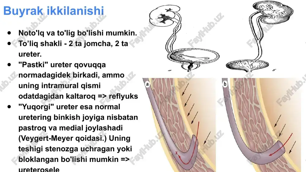 ultratovush tekshirish usuli - sonografiya - Page 5
