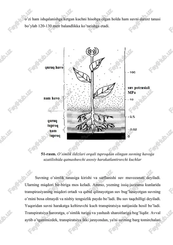 larining bir biri bilan ilashish kuchlari natijasida, ya'ni kogeziya hamda suvning o’tkazuvchi tomirlar gidrofil devorlariga yopishqoqlik kuchi ta'sirida, ya'ni adgeziya natijasida bo’ladi. ammo ksilema bo’ylab suvning ko’tarilishi tezligi juda kichik. masalan, o’rmon daraxtlarida suvning o’simlik bo’ylab ko’tarilish tezligi 20 sm3·s-1g/sm2 bo’lsa, nina bargli daraxtlarda bu ko’rsatkich 5 sm3·soat-1 g/sm2 atrofida bo’ladi (solishtirish uchun aytish mumkinki, qonning arteriyalar bo’ylab harakatlanishi tezligi 40-50 sm3·soniya-1/sm2). ksilema tomirlaridagi suvning bunday kam tezligi ushbu tomirlar devorlarining unga bo’lgan qarshiligining ham kam bo’lishiga olib keladi. suvning o’simlik tanasi bo’ylab ko’tarilishiga uning molekulalarining bir biriga tortishish potentsiallari kuchi ham katta ta'sir qiladi. masalan, 20oc haroratda suv molekulalarining bir-biridan ajralishga nisbatan qarshilik potensial bosimi 30 mpa. ana shu bosim potensialining o’zi ham ishqalanishga ketgan kuchni hisobga olgan holda ham suvni daraxt tanasi bo’ylab 120-130 metr balandlikka ko’tarishga etadi. 51-rasm. o’simlik ildizlari orqali tuproqdan olingan suvning havoga uzatilishida qatnashuvchi asosiy harakatlantiruvchi kuchlar suvning o’simlik tanasiga kirishi va sarflanishi suv …
