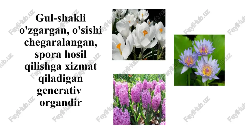 gul tuzilishi va to'pgullar - Page 5