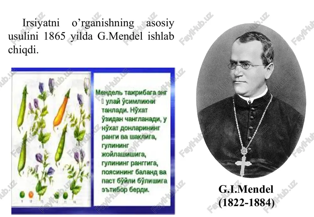 amoyon boʼlishi mumkinligi isbot etildi. yaʼni geterozigota oʼsimliklarda dominantlik yaqqol koʼrinmaydi. masalan, nomozshomgulda oq va qizil gulli oʼsimliklar chatishtirilib, pushti gulli oʼsimliklar olingan. yaʼni toʼla dominantlikda genotipi aa va aa boʼlgan geterozigota oʼsimliklar fenotipi boʼyicha farq qilmaydi. chala dominantlikda esa fenotipi 3:1, genotipi 1:2:1 ga toʼgʼri kelmaydi. chala dominantlikda gʼ2 duragaylarning fenotipi boʼyicha va genotip boʼyicha ajralish bir xil boʼladi, yaʼni dominant gomozigota (aa) geterozigotadan (aa) farq qiladi. chala dominantlikda gomozigota organizmlarni geterozigotalaridan oson farqlash mumkin. chala dominant belgilari ustiga chiziq quyiladi. chala dominantlik duragaylarda oʼzgaruvchanlikning kelib chiqishiga sabab boʼladi. toʼliqsiz dominantlik hodisasiga misol qilibnomozshomgul oʼsimligi (mirabilis jalapa) gul rangining irsiylanishini keltirish mumkin. nomozshomgul oʼsimligining irsiy jihatdan gomozigotali qizil va oq gulli ikkita formasi oʼzaro chatishtirilib olingan birinchi avlod duragaylari oraliq xarakterdagi pushti rangli gullarga ega boʼlganlar. ularning ikkinchi avlodida esa gul rangi boʼyicha ajralish sodir boʼladi. f2 oʼsimliklarini gul rangi boʼyicha uchta sinfga boʼlish mumkin: qizil gulli, pushti gulli …