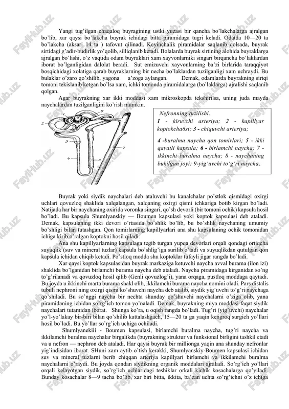 rangga ega. bu qismda buyrak (malpigi) tanachali joylashadi 6.3-rasmbuyraklarning ichki tuzilishi. 1 -po‘stloq qavati; 2 - piramida oraliq modda; 3 - piramida so‘rg‘ichi;4 - piramida; 5 — buyrak bo‘shlig‘i; 6-buyrakarteriyasi; 7- buyrakvenasi; 8-siydikyo‘li; 9-buyrakjomi; 10 -kichikkosacha; 11 - kattakosacha. .6.2-rasmbuyraklar. 1 - qorin aortasi; 2 - chap buyrak arteriyasi; 3 - chap buyrak venasi; 4 -chap siydik yo'li; 5-pastki kovak vena; 6 - ichak tutqichning ustki arteriyasi; 7- chap buyrak. po`stloq va mag`iz qismlar chegarasida yirik arteriya va venalar joylashadi. buyrak kapsulasi tolador biriktiruvchi to`qimadan iborat bo`lib, kapsuladan buyrak parenximasi ichiga o`sib kiradigan biriktiruvchi to`qima juda yupqa bog`lamchalar holida bo`ladi, shuning uchun ham buyrak kapsulasi oson ajraladi. po`stloq qism radial ravishda joylashgan qon tomirlari vositasida mayda bo`lakchalarga bo`linadi. po`stloq modda mag`iz qismga ustunlar(berteni ustunlari) holida o`sib kirib, uni piramidalarga bo`ladi. o`z navbatida mag`iz qism to`g`ri naychalari bo`lakcha-larning o`rta qismiga nurlar (ferreyn nurlari) shaklida o`sib kirib turadi. mag`iz qismning chuqur zonalarida …