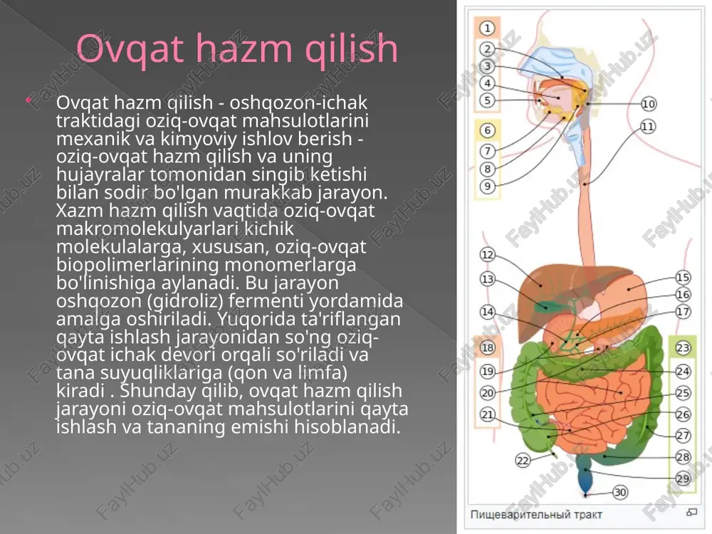 avrda ichakka kirgan mahsulotlarning kimyoviy tarkibiga qarab o'zgaradi. ovqat hazm qilishni tartibga solish vegetativ nerv sistemasi tomonidan ham ta'minlanadi. parasempatik qism sekretsiya va harakatlanishni rag'batlantiradi, simpatik qism esa bostiriladi. gormonlar va boshqa biologik faol moddalarning oshqozon faoliyatiga ta'siri gastroenteropankreatik endokrin tizimi "inson organizmidagi eng katta va eng murakkab endokrin sistema" deb ataladi. u pankreatik bez, oshqozon va ichakdagi endokrin hujayralar kiradi gastrin gastrin - oshqozon pylorik mintaqasida joylashgan oshqozon g-hujayralari tomonidan sintez qilingan gormon. gastrin oshqozonda ma'lum gastrin retseptorlari bilan bog'lanadi. oshqozon parietal hujayralarida adenilat siklaza faolligining oshishi natijasida me'da shirasining, ayniqsa, hcl sekretsiyasida o'sish kuzatiladi. gastrin shuningdek oshqozonning asosiy hujayralari tomonidan pepsin sekretsiyasini oshiradi, bu me'da shirasining kislotaliligi oshishi bilan birga, pepsin ta'siri uchun tegmaslik ph ni ta'minlaydi, oshqozonda oziq-ovqatning maqbul hazm qilinishini ta'minlaydi. gastrin shu bilan birga, gastrin oshqozon shilliq qavatida bikarbonatlar va shilliq qavatlarning sekretsiyasini oshiradi, shunda shilliq qavatni xlorid kislotasi va pepsinga ta'sir qilishdan himoya qiladi. …
