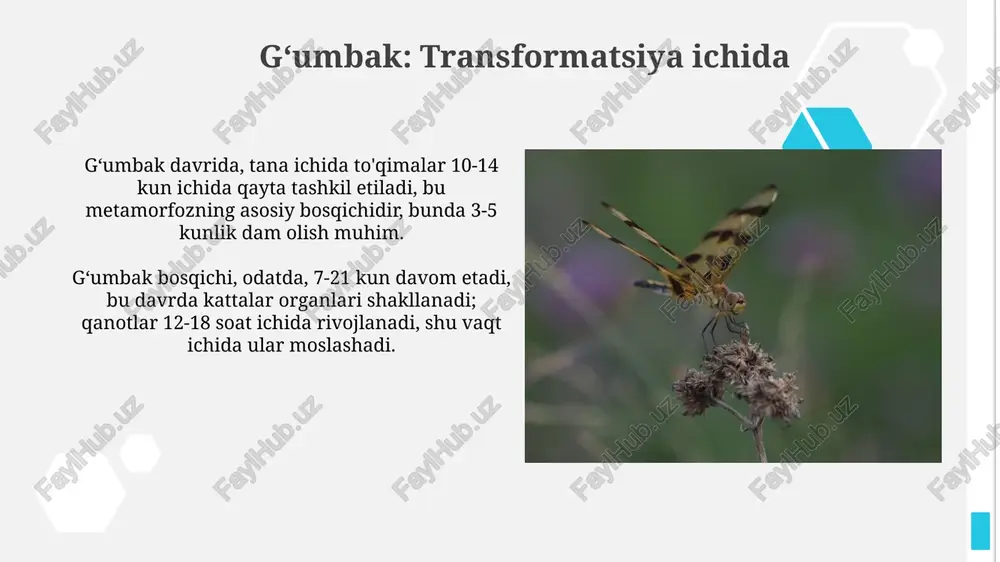 pashshalar (diptera): bir juft qanotning kuchi - Page 5
