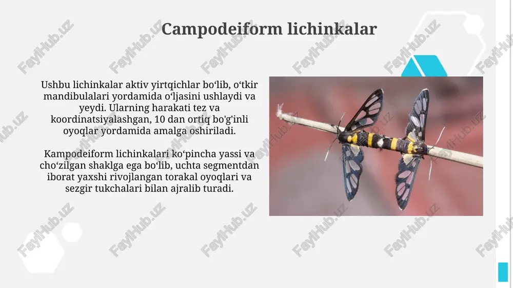 elateriform lichinkalar - Page 5