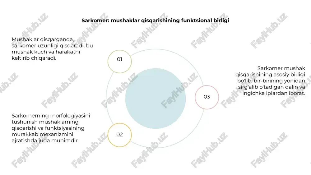 lar paytida kuzatiladi. izometrik qisqarishlar esa uzunligi o'zgarmagan holda mushaklar qisqarishini o'z ichiga oladi. mushaklarning qisqarish mexanizmlarining morfologik asoslarini tushunish sportchilar, fizioterapevtlar va tadqiqotchilar uchun juda muhimdir. mushaklarning qisqarishi turlarini aniqlab, odamlar o'zlarining o'quv dasturlarini muayyan mushak guruhlariga yo'naltirish va ishlashni optimallashtirish uchun moslashtirishlari mumkin. mushaklarning charchashi va tiklanishi venus is the second planet from the sun mercury is the closest planet to the sun jupiter is the biggest planet of them all 1 2 3 jismoniy mashqlar mushaklarning qisqarish mexanizmiga ta'siri mushaklarning qisqarish mexanizmida mushak tolalarining morfologiyasi hal qiluvchi rol o'ynaydi. mushak hujayralari ichidagi miofilamentlarning joylashishi sirpanish filament nazariyasini amalga oshirishga imkon beradi. muntazam mashqlar mushaklarning qisqarish mexanizmiga sezilarli ta'sir ko'rsatadi. bu mushak tolalarining sonini va hajmini oshiradi, mushaklarning qisqarishi samaradorligini oshiradi va mushaklarning umumiy faoliyatini yaxshilaydi. mushaklar qisqarishining morfologik asoslarini va mashqlarning ushbu mexanizmga ta'sirini tushunib, biz mashg'ulot tartiblarini optimallashtirishimiz, mushaklarning shikastlanishini oldini olishimiz va turli jismoniy faoliyatda …