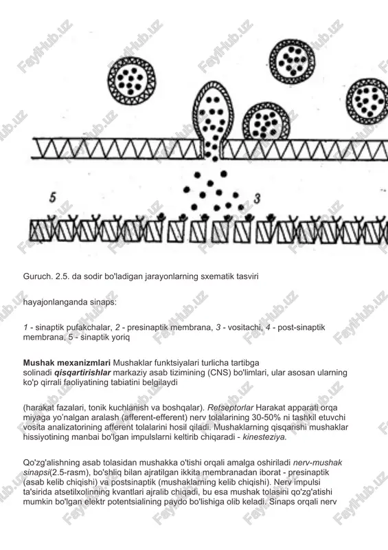 laydigan boshqa funktsional elementlardan iborat. mushak tolalari faoliyati davomida. muhim strukturaviy va funktsional mushak shakllanishi - bu bitta motorli neyron va u tomonidan innervatsiya qilingan mushak tolalaridan iborat vosita yoki neyromotor birlik. kichkina, o'rta va katta motor birliklarini qisqarish aktida ishtirok etadigan mushak tolalari soniga qarab farqlang. birlashtiruvchi to'qima qatlamlari va qobiqlar tizimi bog'laydi mushak tolalari tendonlar yordamida mushaklar qisqarishidan kelib chiqadigan tortishni skelet suyagiga o'tkazadigan yagona ishchi tizimga aylanadi. butun mushak qon tomirlari va limfa shoxlarining tarvaqaylab ketgan tarmog'i bilan o'tadi so'rg'ichlar. qizil mushak tolalari qaraganda zichroq qon tomirlari tarmog'iga ega oq. ular glikogen va lipidlarning katta zaxirasiga ega, sezilarli tonik faollik, uzoq muddatli kuchlanish va uzoq muddatli dinamik ishlarni bajarish qobiliyati bilan ajralib turadi. har bir qizil tolada oq mitoxondriyadan ko'proq - 3-5 kapillyar bilan o'ralgan energiya generatorlari va etkazib beruvchilari mavjud va bu qizil tolalarni yanada qizg'in qon bilan ta'minlash va metabolik jarayonlarning yuqori darajasi uchun sharoit …