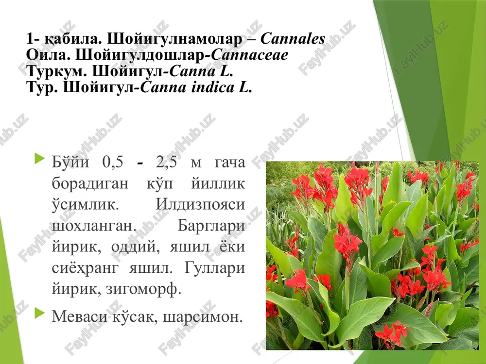 dirda, daryo, ko'l, zovur, ariq bo'ylarida, sernam erlarda o'sadi. qabila. bug'doynamolar-poales oila. bug'doydoshlar-poaceae turkum. arpaxon-eremopyron jaub. et spach. tur. bug'doysimon arpaxon – eremopyron triticeum nevski. bo'yi 3 – 30 sm keladigan bir yillik o't o'simlik. barglari yassi, eni 1 – 5 mm, ikki tomoni siyrak tukli. cho'l va adir mintaqasida, daryo bo'ylarida o'sadi. qabila. bug'doynamolar-poales oila. bug'doydoshlar-poaceae turkum. qiltiq-taeniatherum nevski tur. uzuntukli qiltiq-taeniatherum crinitumnevski bir yillik o't o'simlik, bo'yi 15 - 20 sm. barglari ensiz qalami. boshog'i 2,5 - 3,5 sm, qalin. adir va tog' etaklari, bo'z va toshloq erlarda, ariq, ko'l bo'ylarida o'sadi. qabila. bug'doynamolar-poales oila. bug'doydoshlar-poaceae turkum. arpa-hordeum l. tur. yovvoyi arpa –hordeum spontaneum c.koch. bir yillik o't o'simlik, bo'yi 30 – 100 sm. barglari yassi, tukli. boshog'i 2 qator boshoqchali, 4,5 – 9 sm. boshoqcha qipiqlari qaldin tukli. adir va tog' etaklarida, ekinlar orasida o'sadi. oila. bug'doydoshlar-poaceae vakillari: bug'doy javdar sholi jo'xori suli arpa qo'rg'irbosh bambuk tariq …