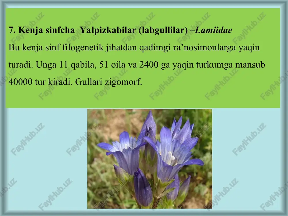 orasida begona o’t sifatida o’sadi. ko’p yillik o't o’simlik (bo’yi 100 sm ga yetadi). mingbosh pechak (c. subchirsutus). - adirlarda tarqalgan, ko’p yillik o’t. partek pechak (c. hamada), asosan, toshli joylarda tarqalgan, chala buta. batat (ipomoea batatas) — shirin ta'mli, ildiz tuganakli, madaniy ko’p yillik o’simlik. karnaygul (iromoea purpurea) - poyasi uzun, ilashib o’suvchi, manzarali bir yillik o’simlik. devpechak (c.lehmanniana) - madaniy va yovvoyi o’simliklarda parazitlik qiladi. buta va daraxtlarda ham yashaydi. convolvulus arvensis l. – dala pechagi * zarpechak - cuscuta approximata. hamma o’simliklarda parazit bo’lib yashaydi. bu oilaga bitta turkum 170 ta tur kiradi. tropik va subtropik hududlarda keng tarqalgan. o’zbekistonda 18 turi uchraydi. poyalari o’ralib o’suvchi - xlorofilsiz, ya'ni parazit o’simlik hisoblanadi. barglari reduktsiyalangan, tangasimon. poyalari yashil o’simlikka o’ralgan joyida gaustoriyalar bilan yopishgan bo’lib, xo’jayin o’simlikdan oziqlanadi. gullari juda mayda, aktinomorf, ikki jinsli. gulkosa 5 ta gulkosabargchasiga ega. mevasi ko’sakcha. urug’lari ko’p yillar davomida unib chiqishi qobiliyatini …