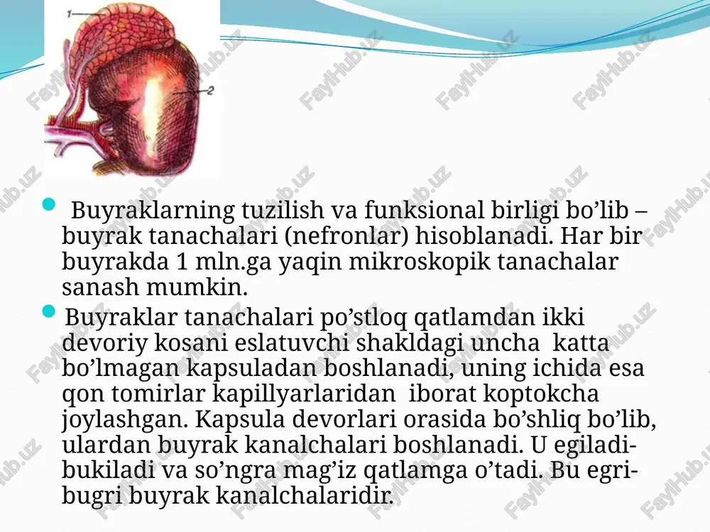 buyraklar - Page 5