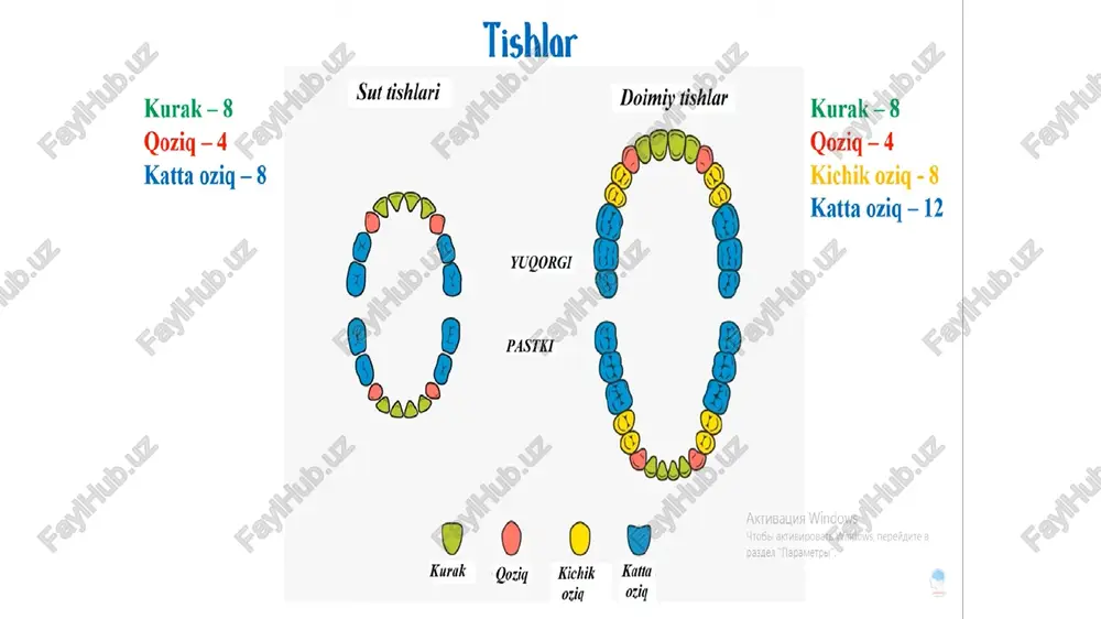 chiladi. asosiy kanalcha esa, o`z navbatida, o`n ikki barmoqli ichakka ochiladi. mayda kanalchalarning devori bir qator kubsimon epiteliy bilan qoplangan. endokrin qismini tashkil etuvchi bez hujayralari o`z kanalchalariga ega emas. ular o`z mahsulotlarini to`g`ridanto`g`ri kapillyar tomirlarga o`tkazib beradi. me'da osti bezi mikroskopik tuzilshpi jihatidan bo`lakchalar hosil qilib tuzilgan bo`lib, ularning oralarida zich biriktiruvchi to`qima joylashadi. to`qima orqali bez hujayralariga qon tomirlar va nervlar o`tadi. endokrin qismini tashkil etuvchi qismi hujayralari va gormonlari haqida "endokrin bezlar" bobida batafsil to`xtalib o`tamiz. oshqozon osti bezi. oshqozon osti bezi pancreas, oshqozonning orqasida, qorin bo’shlig’i orqa devorida yotadi. oshqozon osti bezi regio epigastrica ga soya berib, o’zining chap qismi bilan chap qovurg’a osti sohasiga kirib turadi. bu bez orqadan pastki kovak venaga, chap buyrak venasi va aortaga tegib turadi. oshqozon osti bezining boshi caput pancreatis, tanasi corpus pancreatis va dumi canda pancreatis farq qilinadi. oshqozon osti bezining bosh qismini o’n ikki barmoq ichak o’raturadi va …