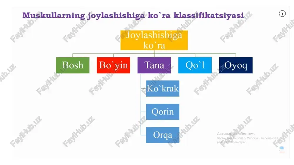 hilliq xalta yupqa biriktiruvchi to`qimadan tuzilgan bo`lib, ichi suyuqlik bilan to`lgan bo`ladi. shilliq xalta tufayli muskul paylarining ishqalanishi kamayadi, ular shilliq xalta suyuqligi bilan namlanib turadi. shilliq xaltalar asosi bola tug`ilgandan keyin vujudga kelib, yosh ortishi bilan xalta bo`shlig`ining hajmi ortib boradi. sinovial qin ichki fibroz yoki fibroz kanallarida hosil bo`ladi. u ikki varaqdan iborat bo`lib, ichki varaq payini hamma tomonidan, tashqi varaq tashqi fibroz kanalini o`rab turadi. sesamasimon suyaklar skelet tarkibiga kirmaydi. bu suyaklar blok rolini o`ynaydi, muskullar kuchini orttirishga va ularning foydali qisqarishiga yordam beradi. gavda muskullari gavda va bo`yin muskullari kelib chiqishiga ko`ra 2 guruhga: xususiy chuqur muskullar va qoplovchi yuza muskullarga bo`linadi. qoplovchi muskullar qo`l va oyoq, gavda va kalla harakatlarida ishtirok etadi. gavda muskullari gavda muskullari joylashishiga ko`ra ko`krak qafasi, qorin va orqa muskullariga ajratiladi. ko`krak qafasi muskullari ko`krak qafasining atrofida joylashgan bo`lib, yuza va chuqur muskullarga bo`linadi. ko`krak qafasi muskullari ko`krakning yuza muskullari. ko`krakning …
