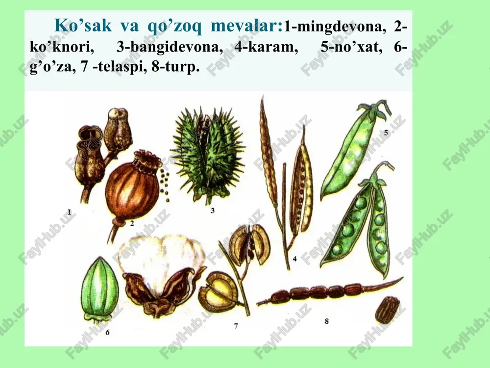 a bir-biriga yaqin turgan ikkita hujayraning qo’shilishidan zigota hosil jinsiy ko’payish jarayoninin ikkinchi turi kopulyasiya bolib bunda gametalar shakli va harakatiga qarab quyidagi turlarga ajratiladi. 1. izogamiya. 2. geterogamiya 3. oogamiya. jinsiy ko‘payishning izogamiya yo’li bilan ko’payishida bir xil kattalikdagi va bir xil harakatdagi gametalarni qo’shilishi natijasida zugota hosil bo’ladi. masalan: suv o’tlaridan ulotiriksda va zamburug’larda. ayrim suv o’tlarida otalik va onalik gametalari shakli jihatidan bir biridan farq qiladi. masalan: xlomidomonada o’simligining onalik gametasi shakl jihatidan otalik gametasiga nisbatan yirik bo’lib kam harakat qiladi. bunday usulda ko’payish geterogamiya deyiladi. jinsiy gametalar qo’shilish xillari izogamiya getrogamiya oogamiya suvo’tlarning jinsiy ko’payishi oogamiya yo’li bilan ko’payish tuxum hujayrasini spermatozid bilan qo’shilishi asosida ro’y beradi. tuxum hujayrasi hosil bo’ladigan hujayra, oogoniy, spermatozoid hosil bo’ladigan hujayra anteridiy deyiladi. oogamiya yo’li bilan ko’payish dastlab yashil suv o’tlarida keyin qo’ng’ir suv o’tlarida hosil bo’lgan. moxsimonlar, poporotniklar oogamiya yo’li bilan ko’payadi. * ko’pchilik o’simliklarda gametalar maxsus organlarda, ya'ni …