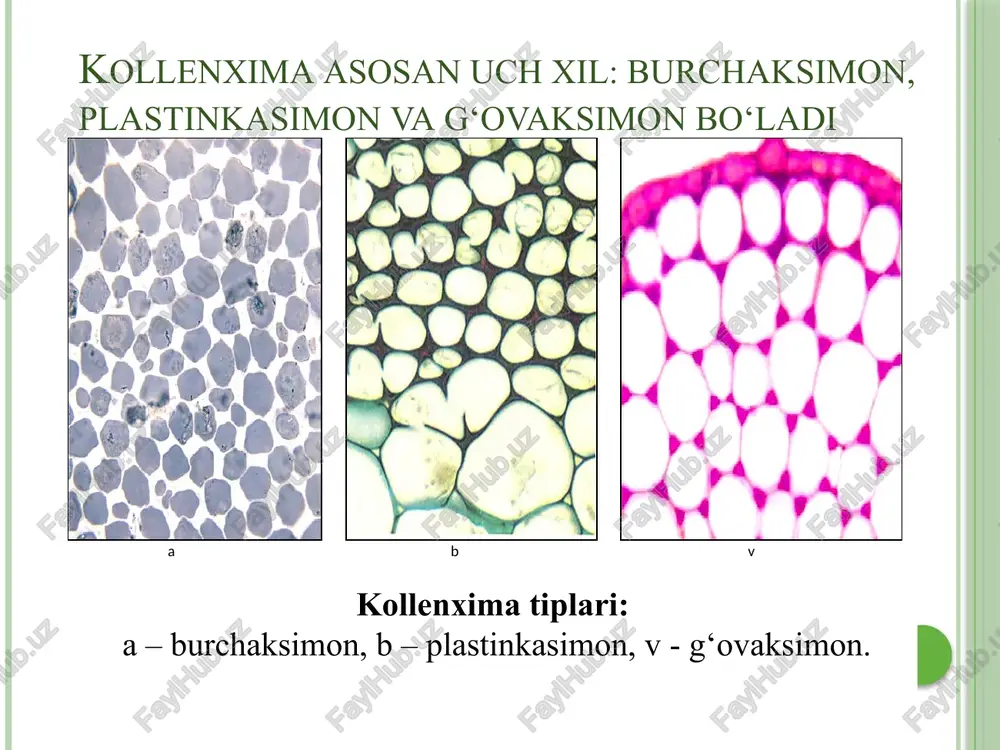 ch ildizlar, taxtasimon va soxta ildizlar tropik o’rmonlardagi daraxtlar tanasini ushlab turishga xizmat kiladi. ular kelib chiqishi bo’yicha qo’shimcha ildizlar ko’pchilik tropik lianalarda uchraydi. tayanch taxtasimon va soxta ildizlarda mexanik to’qima kuchli taraqqiy etgan bo’ladi. xodulnie korni ildizga tegishli atamalar o’zbekcha ruscha inglizcha ildiz,tomir koren root qo’shimcha ildiz dopolnitelniy koren additional root tayanch ildiz oporniy koren brace root ildiz qini koleoriza coleorhiza popuk ildiz mochkavatiy koren fibrillose root yon ildizlar bokovoy koren lateral root o’q ildiz glavniy koren main root etdor ildiz myasistiy koren puply root ildiz tuklari kornevoy volosok root hair ildiz tizimi kornevaya sistema root system so’ruvchi ildiz sosushiy koren sucking root takje sushestvuyut i drugie rasteniya, obladayushie ne menee vnushitelnoy dlinoy korney: naprimer, dostoverno izvestno, chto korni amerikanskogo kustarnikovogo duba palmera, visota kotorogo ne previshaet 2-3 metrov, dostigayut dlini 100 metrov, a korni shotlandskogo vyaza - daje 110 metrov. kstati, odin iz predstaviteley etogo vida nizkoroslix dubov …