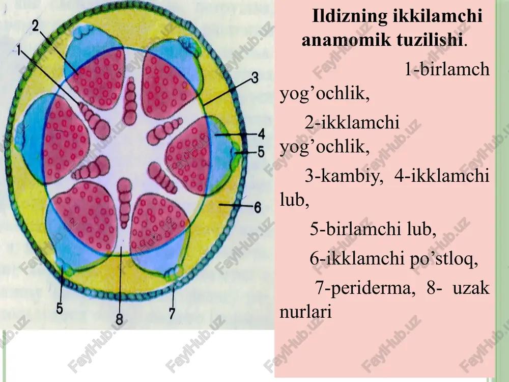 anlarni kuzatish mumkin. 3. gajak-yer bag’irlab o’sishi hisobiga tuproqqa tegib turgan qismidan qo’shimcha ildizlar chiqaradigan, bo’g’imlar va bo’gim oralig’iga ega bo’lgan uzun novdalardir. gajaklar o’simliklarning vegetativ ko’payishi uchun xizmat qiladi. bularni kulupnay va ajiriq o’simliklarida kurishimiz mumkin. ....jingalak-egiluvchan yashil novdalar hisoblanib, uchi jingalaklashgan bo’lib, ba'zan shoxlanadi. lianasimon o’simliklarda jingalaklar ko’plab hosil bo’lib, bu metamorfozlashgan novdalar yordamida o’simliklar biror bir tayanch organiga ilashib o’sadi. tok, bodring, qovoq kabi o’simliklarda bunday jingalaklar ko’plab hosil bo’ladi. yer osti shakli o’zgargan novdalarga ildizpoya, tuganak, piyozbosh va boshqalarni misol qilish mumkin. ildizpoya-seret, yo’g’on, bo’g’imli bo’lib, yer ostida rivojlangan poyadan iborat. ildizpoya qobiqsimon ko’rishdagi barglar bilan qoplangan bo’lib, bo’g’imlarda kurtaklar rivojlanadi. ildizpoyaning yer yuzasiga yaqin uchida kurtak bo’lsa, yer osti qatlamiga chuqurroq kirgan, ikkinchi uchida esa qarish yoki chirib, nobud bo’lish jarayoni boradi. ildizpoyali o’simliklarga gulsapsar, g’umay, ajriq, yalpizni misol qilish mumkin. novda metamorfozlari. o’simliklarning vegtativ organlari tashqi muhit ta’sirida o’zgaradi, ya’ni metamorfozlashadi. metamorfozlashgan novda funksiyasiga, …