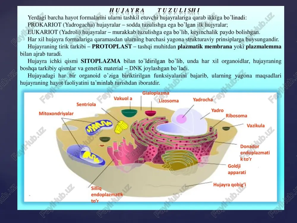 hujayra shakllari va ularning vazifalari - Page 5