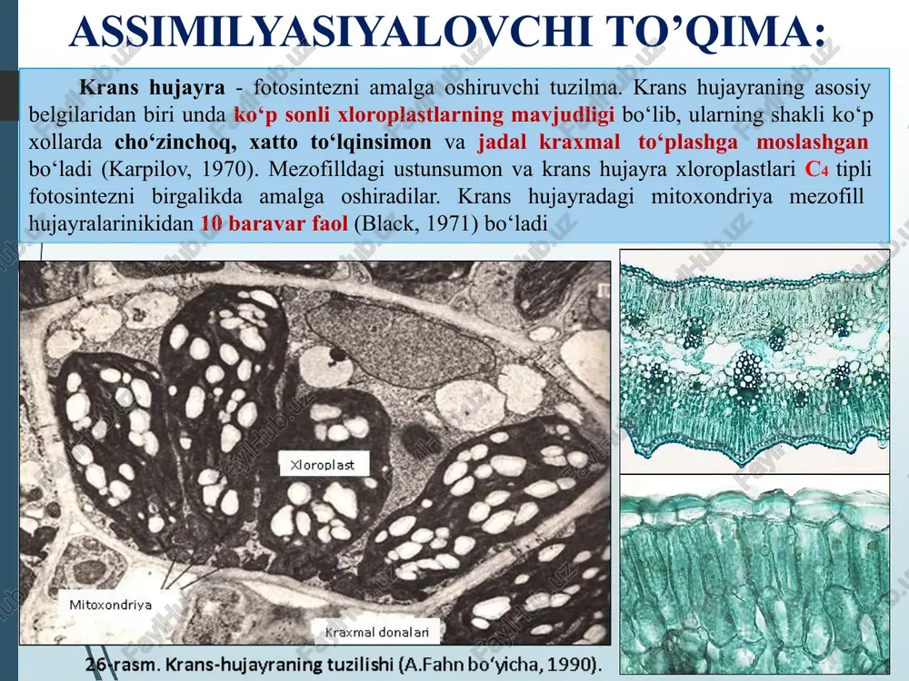 ya o‘simligining havo ildizlarida yaxshi rivojlangan. gaustoriya (lotincha haustoria) yoki so'rg'ichlar parazit o‘simliklarining poya va ildiz metamorfozlashishidan paydo bo‘lib, o‘simliklar ta’nasiga kirib boradigan so‘rg‘ichlari moddani o'zlashtirishga xizmat qiladi. gaustoriyalar: gidropodlar: gidropodlar bir yoki ko‘p hujayralar guruhidan tashkil topib, suvga yashaydigan botib o‘simliklar barglarining ustki tomonida paydo bo‘ladi. gidropodlar suvda erigan moddalarni tanlab so‘rish xususiyatiga egadirlar. ajratuvchi to’qima: ajaratuvchi to’qimalar, o’zidan ajaratadigan moddalarning tashqariga yoki ichkarida saqlanib qolishiga asoslanib, ikki guruhga bo’linadi: evolyutsiya jarayonida tashqariga chiqaruvchi to’qima epidermadan, sekretlarni saqlovchi to’qima esa, assimlyatsion va g’amlovchi to’qimalardan kelib chiqqan. ajratuvchi to‘qimalar tashqi ajratuvchi to‘qimalar bir hujayrali, ko‘p hujayrali bezsimon tuklar (trixomalar) floral va ekstrafloral nektardonlar gidatodlar emergenslar xasharatxo‘r o‘simliklarni bezlari ichki ajratuvchi to‘qimalar idioplastlar sxizogen va lizigen ajratma kanallar sut yo‘llari tashqi ajratuvchi to’qimalar: trixomalar (bezsimon tuklar) - epiderma hujayralari hosil qilgan o‘simtalar trixomalar deb ataladi. ular nihoyatda xilma–xil bo‘lib, ayrim sistematik guruhlar uchun xarakterli belgi hisoblanadi. cho‘l o‘simlik barglarining trixomalari (t): …