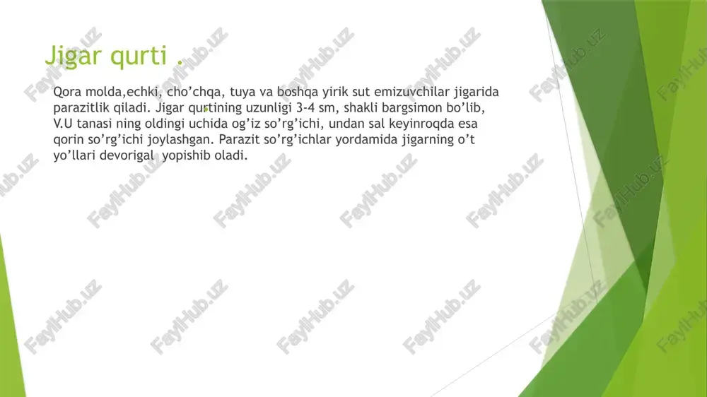 so’rg’ichlilar va tasmasimon chuvalchanglar - Page 5