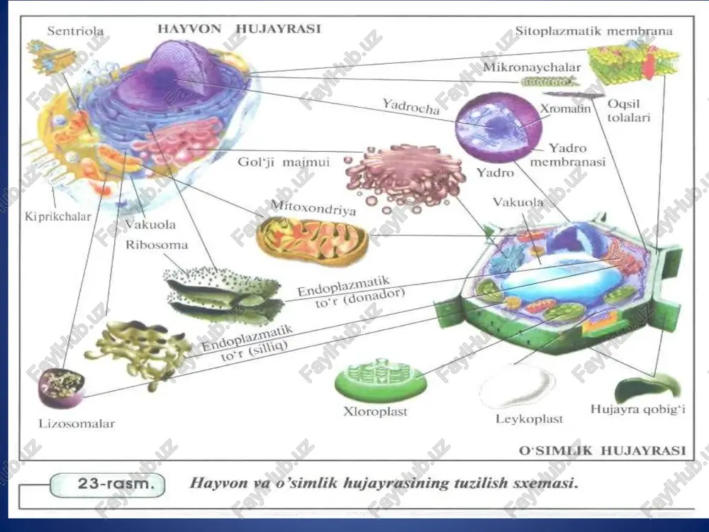 natijasida hosil bo‘ladi. fermentlar yordamida bu kraxmal shakarga aylanadi va glyukoza ko‘rinishida bargdan boshqa organoidlarga harakatlanadi. leykoplastlarda fermentlar bo‘lmaydi. ular-ning o‘lchami xloroplastlardan ancha kichik va turg‘un shaklga ega emas. leykoplastlar ko‘pincha to‘qima va organlarning quyosh nuri tushmaydigan yer ostki qismi-da, ya’ni, ildiz, tugunak va urug‘da bo‘ladi. leykoplastlarning ichki membrana tizimi xloroplastlardagiga nisbatan kam taraqqiy etgan. ularning stromalarida ham dnk molekulalari va ribosomalar bor. leykoplastlarning asosiy vazifasi – zapas oziq moddalar, birinchi navbatda kraxmal, ba’zan oqsil va kam hollarda yog‘larni sintez qilishdan iborat. xromoplastlar o‘zida karotinoidlar guruhiga mansub qizil, qo‘ng‘ir va sariq pigmentlar tutadi. o‘lchamiga ko‘ra ular xloroplastlardan ancha kichik va turli—tuman shakllarda bo‘ladi. xromoplastlar odatda ayrim o‘simliklarning gul o‘ramida, pishgan mevalari va kuzgi barglarida bo‘ladi. ularning modda almashinuvi jarayonidagi vazifasi haligacha aniqlanmagan. ular-ning bilvosita vazifasi esa gullarning changlanishi va urug‘larni tarqalishi jarayonida hasharot va qushlarni jalb qilishdan iborat. evolyutsiya jarayonida plastidalardan dastlab xloroplast, ulardan esa o‘simlik tanasining qismlarga ajralishi bilan …