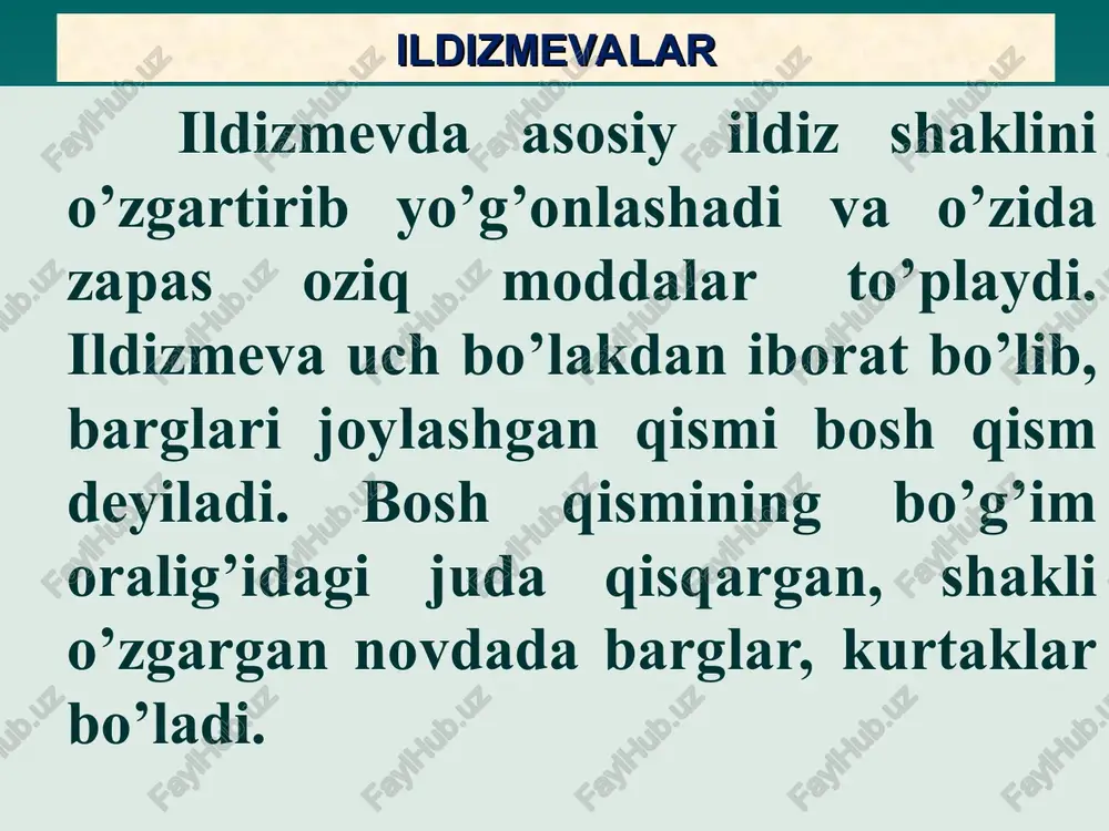 n yuzaga keladi; fellogen hujayralari bo‘linib, ildizning chetiga po‘kak, markaziga felloderma ajratadi. po‘kak sirtida qolgan to‘qimalar qurib to‘kiladi. qoplagich to‘qima periderma yuzaga keladi. boshlangich tuzilishida bo‘lgan ildizning markaziy silindridan ildizning ikkilamchi strukturasi shakllanadi. ildizning ikkilamchi tuzilishi asosan ikki pallali o’simliklarda kuzatiladi. u kambiy to’qimasi faoliyati bilan bog’liq bo’lib,u bo’linib ikkilamchi ksilema va ikkilamchi floemani hosil qiladi.natijada ildiz yo’g’onlashadi. birlamchi pustloq elementlari (ekzoderma) emirilib, o’rniga fellogen (po’kak kambiysi) hosil bo’ladi. fellogen hujayralari bulinadi va ichki qavat –fellodermani va tashqi kavat – po’kakni hosil qiladi. ildizlar kelib chiqishiga, shakliga ko‘ra xilma-xil bo‘ladi. kelib chiqishiga ko‘ra asosiy, yon va qo‘shimcha ildizlar bo‘ladi. asosiy ildiz urug‘dan o‘sadi. urug‘dan o‘sgan murtak ildizcha vertikal holatda bo‘lib, o‘sib tuproqqa chuqur kiradi. asosiy ildizlarning tarmoqlanib o‘sishidan yuzaga kelgan ildizlar yon ildizlardir. poya, barg, ildizpoya va o‘simliklarning boshqa organlaridan o‘sib chiqqan ildizlar qo‘shimcha ildizlardir. ko‘pgina o‘simliklarning yyer usti organlari yyerga tegib tursa, qo‘shimcha ildiz chiqaradi, buni tok, malina, smorodina, …