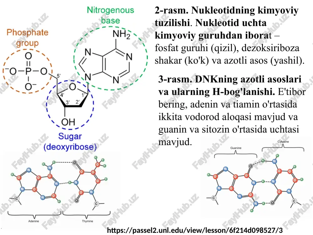 ning ahamiyati dnkning spiral shakli: irsiy axborotni barqaror saqlaydi transkripsiya va replikatsiya jarayonlari uchun sharoit yaratadi gen ekspressiyasini tartibga solishda muhim rol o‘ynaydi spiral shakl dnk molekulasini hujayrada ixcham joylashishiga imkon beradi. manba: alberts b. et al. (2015). 4. uotson–krikk modeli. 1-slayd. kirish: dnk modelining kashf etilishi 1953-yilda jeyms uotson va frensis krikk dnkning tuzilmasiga doir ikki spiral modelini taklif qildilar. model rosalind franklinning rentgen difraksiyasi ma’lumotlari asosida ishlab chiqilgan. bu kashfiyot molekulyar biologiyada inqilob bo‘ldi. uotson va krikk 1962-yilda nobel mukofotiga sazovor bo‘lishdi (m. uilkins bilan birga). manba: watson j.d., crick f.h.c. nature (1953). 2-slayd. dnkning ikki spiral modeli dnk ikkita polinukleotid zanjirdan iborat. zanjirlar antiparallel yo‘nalishda joylashgan: biri 5′→3′ ikkinchisi 3′→5′. spiral o‘ngga yo‘nalgan bo‘ladi. asosiy bog‘lanishlar: fosfodiester bog‘lari (skeletda) vodorod bog‘lari (asoslar orasida) 📚 manba: alberts b. et al. “molecular biology of the cell” (2015). 3-slayd. komplementarlik printsipi a (adenin) ↔️ t (timin) → 2 ta vodorod …