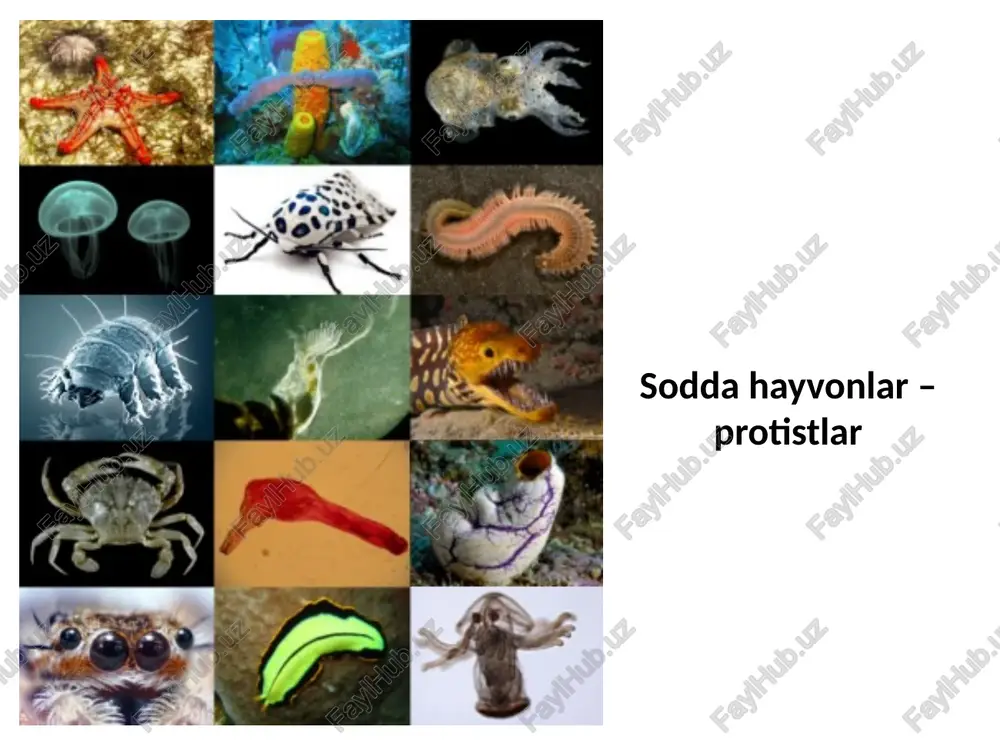 ’lgan bakteriyalardir. lofotrix - ho’jayraning bir uchida bir to’p xivchini bo’ladi. amfitrix - hujayraning ikki uchida bittadan xivchin bo’ladi. peritrix - hujayraning hamma tomoni xivchin bilan qoplangan bo’ladi. xivchinlarning soni ham har xil. spirillalarda 5-30 tagacha, vibrionlarda 1,2 ta yoki 3 ta xivchin bo’lib, ular hujayra qutblarida joylashadi. ba’zi tayoqchasimon bakteriyalar - proteus vulgares, clostridium tetani kabilarda 50-100 tagacha xivchin bo’ladi. xivchinlarning eni 10-20 nm uzunligi 3-15 mkm. xivchinlar uzunligi kulturaning tabiati, ichki yoki tashqi muhit ta’siriga qarab har xil bo’ladi. bakterial xivchin (flagella)larning turli xil tuzilishi: a-monotrix; b-lofotrix; c-amfitrik; d-peritrix https://en.wikipedia.org/wiki/bacteria 7-rasm. bakteriyalarni suzib harakatlanishi. spirillum staphylococcus bacteria proteus vulgares clostridium tetani kengligi 0,5 mkm va uzunligi 2,5 mkm gacha harakat tezligi harorat, osmotik bosim va muhit yopishqoqligiga bog’liq bo’ladi. ba’zi bakteriyalar 1 sekuntda bir bakteriya tanasi uzunligicha, ba’zilari esa 50 tana uzunligiga teng masofaga harakat qiladi. odatda ular tartibsiz harakat qiladi, ammo ularda kimyoviy moddalarga nisbatan taksis xodisasini …