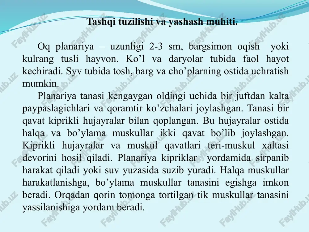 ’rg’ichining o’rtasida joylashgan. ogzi qisqa halqum bilan tutashgan. halqumdan ikki shoxli ichak boshlanadi. ichakning har qaysi shoxi yana ko’p yon shoxlarga ajraladi. shoxlarning uchi berk bo’lib, oziq qoldigi og’iz teshigi orqali chiqib ketadi. jigar qurti ot suyuqligi bilan va qon sorib oziqlanadi. uning ayirish, nerv va jinsiy sistemalari oq planariyanikiga o’xshash tuzilgan bo’ladi. rivojlanishi. jigar qurti – germafrodit hayvon. uning urug’langan tuxumlari xo’jayin jigari o’t yo’llaridan ichakka va undan tezak bilan tashqi muhitga chiqadi. agar tuxumlari suvga tushib qolsa, ulardan mikrosko’pik mayda “miratsidiy” deb ataladigan kiprikli lichinkalar chiqadi. lichinkalar suvda bir muncha suzib yuradi. so’ngra ular chuchuk suv shillig’ini to’pgach, uning tanasiga kirib oladi; kipriklarini tashlab, ikkinchi lichinkalik davri rediylarga o’tadi. a- jigar qurtining jinsiy sistemasi; b- jigar qurtining hazm qilish sistemasi: 1- og’iz so’rg’ichi, 2-qorin so’rg’ichi, 3-o’rta ichak, 4-kuyikish organi, 5-tuxumdon, 6-sarig’don, 7-sarig’don yo’llari, 8-urug’don, 9-urug’ yo’li, 10- bachadon. lichinkalar shilliq ichida rivojlanish bilan birga ko’paya boshlaydi. bu lichinkalar …