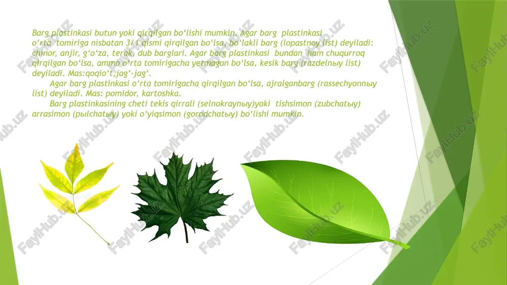 qismida ba’zi xujayralarda kristallar to‘planadi. ba’zilarning xujayrasida suv zapaslari to‘planadi. ba’zan mezofillda toshsimon xujayra sklereid uchraydi. mas:choyning bargida. ba’zan o‘simliklarning mezofilida oshlovchi dubil moddalar, efir moylari va boshqa moddalarni ishlab chiqaradigan xujayralari uchraydi. mas: lavr, evkalipta, magnoliya va boshqalar. qoziqsimon va bulutsimon to‘qimalarni-assimilyatsion to‘qima deb ham yuritiladi.chunki ularning xujayrasida fotosintez protsessi bo‘lib turadi. bulutsimon to‘qi-ma siyrak joylashganligi uchun xujayralar oralaridan xavo o‘tib turadi. natijada barg shamollatib turiladi. 18 shuning uchun bu to‘qimani ventelyatsion to‘qima deb ham yuritiladi. bargning tomir o‘tgan qismida mexanik to‘qima kollenxima, asosiy to‘qima, hamda o‘tkazuvchi to‘qima bog‘lamlari joylashgan. o‘tkazuvchi to‘qima bog‘lamlarining soni 1 tadan 7 tagacha boradi. o‘tkazuvchi to‘qima bog‘lamida kambiy bo‘lmaydi. ya’ni o‘tkazuvchi to‘qima bog‘lami yopiq bo‘ladi. o‘tkazuvchi to‘qima bog‘lami kolloterial tipda tuzilgan. floema kollenximaning pastki tomoniga joylashgan bo‘ladi. (poyadan farqi) bargning yumshoq qismiga qattiqlik beruvchi mod-dalarni idioblast deyiladi. r a d i a l b a r g radial bargga misol qilib, qarag‘ay bargini olamiz. …