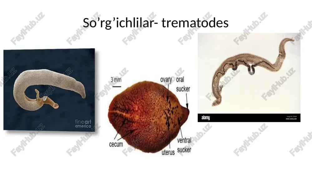 g harakat organi - dumi bor. jinsiy organlari rivojlanmagan. serkariyalar taraqqiy etish uchun suvga tushishi lozim bo'ladi. serkariyalar oraliq xo'jayinning tanasidan chiqib, suv o'simliklariga birikib, dumini tashlab, pardaga o'raladi. uning bunday lichinka davri adoleskariya deb ataladi 20 kelgusi taraqqiyoti faqat doimiy (asosiy) xo'jayin organizmida kechadi. adoleskariyalar xo'jayiniga passiv holda o'tadi (passiv invaz'iya). o'txo'r hayvonlar ko'l va ko'lmak suvlarni ichganda yoki ko'l bo'yidagi adoleskariyalar o'tirib qolgan o'simliklarni yeganda, ular hayvon oshqozoniga tushadi. oshqozon shirasi ta'sirida adoleskariyalarning ustidagi pardasi eriydi va ichidan lichinka chiqadi. lichinka jigarga o'tib, bu yerda rivojlanadi, voyaga yetadi. tashxisi. parazitologik tashxisi axlatni mikroskopik tekshirishdan iborat. bunda bemor axlatida jigar qurti tuxumlari aniqlanadi. agar sog'lom odam fastsiolez bilan og'rigan mol jigarini yesa, uning axlatidan parazit tuxumlarini topish mumkin. bu holda parazit tuxumlari rivojlanmasdan to'g'ridan-to'g'ri odamning hazm kanalidan chiqib ketadi (tranzit tuxumlar). odam uchun parazitning invazion bosqichi - adoleskariyalar- dir. profilaktikasi. shaxsiy profilaktika: ko'lmak suvlami qaynatmasdan ichmaslik, sabzavot va ko'katlami …
