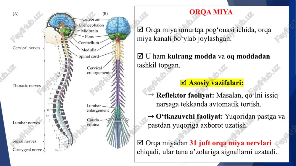 shakllanishi uchun shartli ta'sirot bir necha bor takrorlanishi kerak. shartsiz reflekslar № refleks turi tavsifi / misol 1 ko‘z qamashganda yumilishi yorug‘ nurlardan ko‘z avtomatik ravishda yumiladi 2 yurak urishi yurak ritmik qisqaradi, bu refleks miyacha orqali boshqariladi 3 nafas olish va chiqarish tana avtomatik ravishda nafas olib-chiqarib turadi 4 so‘lak ajralishi (ovqat ko‘rganda) ovqat hidi yoki ta’mi sezilganda og‘izda so‘lak ajraladi 5 tizza refleksi tizza ustiga urilganda oyoq avtomatik tepadi 6 yutish refleksi og‘izga ovqat kirganda avtomatik yutiladi 7 yo‘talish va aksirish nafas yo‘llaridagi chang, gaz yoki mikroblar ta’sirida yuz beradi 8 chaqaloqning emish refleksi og‘ziga narsa tekkanda emishga urinadi 9 qo‘lni issiqdan tortib olish teriga issiq narsa tegsa, qo‘l avtomatik tortiladi 10 ko‘z qorachig‘ining torayishi yorug‘lik ko‘zga tushganda qorachiq torayadi shartsiz reflekslar shartli reflekslar shartli refleks – bu inson yoki hayvon organizmida tajriba, o‘rganish, va muhit ta’siri natijasida hosil bo‘ladigan, ongli boshqaruv ostidagi reflekslar bo‘lib, ular bosh miya …