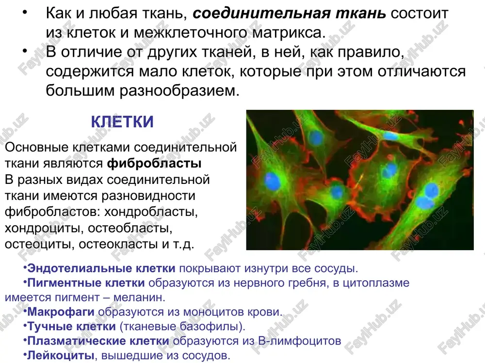 a drug s drugom v pravozakruchennuyu superspiral tropokollagena. ona stabiliziruetsya vodorodnimi svyazyami, radikali ak napravleni naruju. molekula tropokollagena fibrilli i volokna kollagena molekula prokollagena ustroena takje kak i tropokollagena, no na ee kontsax naxodyatsya s- i n-propeptidi, obrazuyushie globuli. n-kontsevoy propeptid sostoit iz 100ak, s-kontsevoy propeptid – iz 250ak. s- i n-propeptidi soderjat tsistein, kotoriy cherez disulfidnie mostiki obrazuet globulyarnuyu strukturu. vidi kollagena izvestno 19 tipov kollagena, kotorie otlichayutsya po pervichnoy strukture tsepey, funktsiyam i lokalizatsii v organizme. 95% vsego kollagena v organizme cheloveka sostavlyayut kollageni i, ii i iii tipov. i - suxojiliy, svyazok, ii -xryashey, iii - krovenosnix sosudov, koji, kishechnika iv - bazalnix membran. sintez kollagena 1. na polisomax epr sinteziruyutsya polipeptidnie prepro-α-tsepi kollagena. 1000 100 100 250 signalniy peptid n-konets α-tsep s-peptid sintez 1000 100 100 250 signalniy peptid n-konets α-tsep s-peptid 2. v polosti epr pri otsheplenii signalnogo peptida prepro-α-tsepi prevrashayutsya v pro-α-tsepi. peptidaza pro-α-tsep …