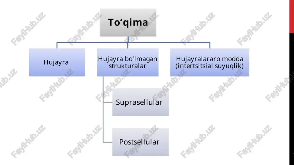 lemmaning oquvchanligi susaya boradi. xolesterol ↑ - membrana oquvchanligi kamayadi. xolesterol ↓ - membrana oquvchanligi ortadi. bundan tashqari temperatura ham membrana oquvchanligiga ta’sir qiladi. temperatura ↑ - membrana oquvchanligi ortadi temperatura ↓ - membrana oquvchanligi kamayadi sfingolipid ham fosfolipid kabi amfipatiklik xususiyatiga ega. xolesterolni memebranada joylashishi membrana oqsillari membrana oqsillari – membranada joylashgan barcha oqsillardan iborat. oqsillar ham amfipatik xususiyatga ega bo‘lib, gidrofil va gidrofob qismlari farqlanadi. proteinlarning gidrofob qismi membranada erigan (botib kirgan). gidrofil qismlari joylashishiga ko‘ra membrana proteinlari quyidagicha: periferik oqsil – membrananing bir yuzasi bilan sust bog‘langan bo‘lib, gidrofil qism hujayra ichi yoki tashqarisida bo‘ladi. integral oqsil – membranaga chuqur botib kirgan, bilipid qavatda joylashgan. gidrofil qismi har ikki tomonga ham chiqib turadi. membrana proteinlarining katta qismi glikoproteinlardan iborat. membrana proteinlarining soni va xillari juda ko‘p. m-n: eritrotsit membranasida 100 turdagi oqsillar borligi hisoblangan. membrana oqsillari membranada quyidagicha harakatlanadi lateral diffuz – membrana yuzasi bo‘ylab ko‘chib yura …