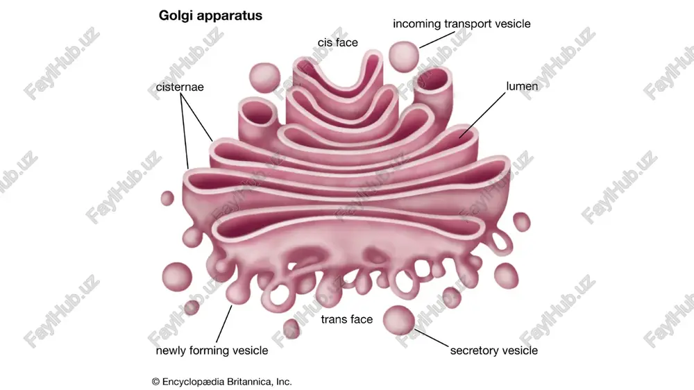 endoplasmic reticulum (er) structure - Page 5