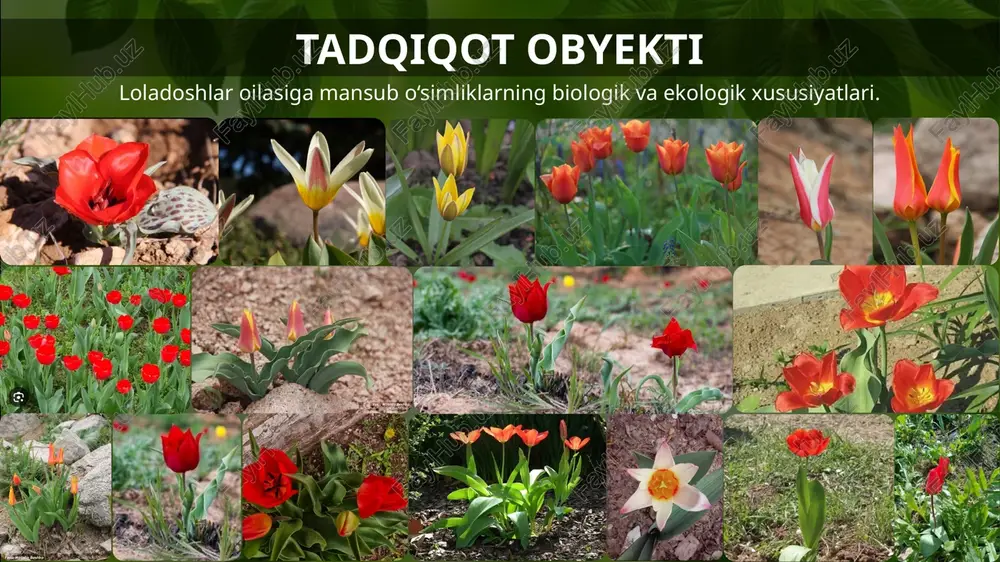 dudida o‘sadigan loladoshlar oilasiga mansub endemik va noyob turlar bo‘yicha dastlabki genetik tahlillar o‘tkazildi.bu yangilik orqali mahalliy loladosh turlarining genetik xilma-xilligi, ularning boshqa mintaqaviy turlar bilan filogenetik aloqalari aniqlanib, biologik xilma-xillikni saqlashga oid ilmiy tavsiyalar ishlab chiqildi. loladoshlar oilasining dorivor xususiyatlariga ega bo‘lgan turlari birinchi bor fitokimyoviy jihatdan chuqur tahlil qilindi. bu orqali ayrim loladosh turlarining eterik moylari, alkaloid va flavonoid tarkibi aniqlanib, ularning xalq tabobatidagi imkoniyatlari ilmiy asoslangan holda tasdiqlandi. image9.jpg image10.jpg image1.jpeg image2.jpg image3.jpg image4.jpg image5.jpg image6.jpg image7.jpg image8.jpg image11.jpeg image12.png image13.jpeg image14.jpeg image15.png image23.png image24.png image16.jpeg image17.png image18.png image19.png image20.png image21.png image22.png image25.jpg image26.jpg image27.jpg image28.jpg image29.jpg image30.jpg image31.jpg image32.jpg image33.gif image34.jpeg image35.png image36.jpeg image37.png image38.png image39.png
