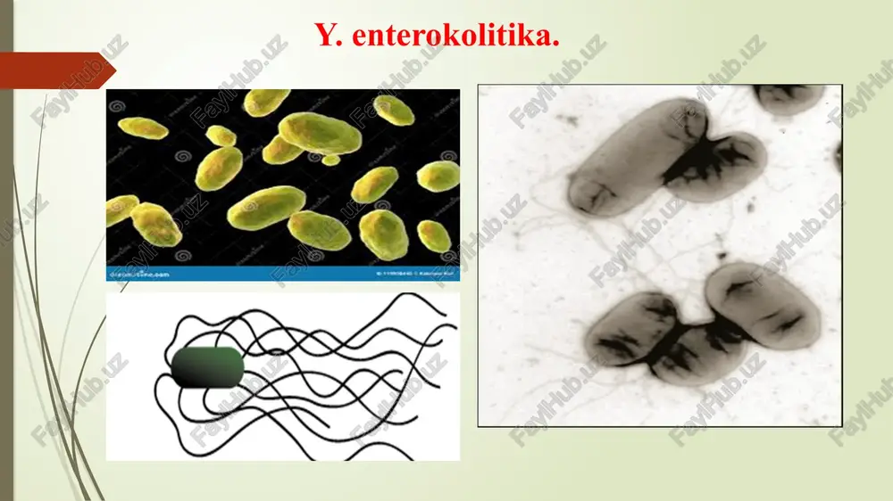 vid, sifloks faglar bakteriologicheskiy metod (otvet cherez 36 chasov) profilaktikasi: epidemiyaga qarshi ch/t (instruksiya bo‘yicha). o‘choqdan kelganlar – tibbiy kuzatish epidemiologik o‘choqqa boruvchilarga - vaksinatsiya kasallik o‘chog‘ida: karantin e’lon qilish muloqotdagilarni aniqlash muloqotda bo‘lganlarga – tez profilaktika = ab joriy va yakunlovchi dezinfeksiya maxsus profilaktikasi: xolerogen – anatoksin (70%) kimyoviy vaksina o-ag. (30%) ogava + inaba biovarlaridan yaxshi himoya qiladi vaksinatsiya – epidemiologik ko‘rsatmaga ko‘ra image1.jpeg image2.png image3.gif image4.png image5.png image6.jpeg image7.jpeg image8.png image9.png image10.jpeg image11.png image12.jpeg image13.jpeg image14.jpeg image15.png image16.png image17.png image18.jpeg image19.png image20.png image21.png image22.jpeg image23.jpeg image24.png image25.png image26.png /docprops/thumbnail.jpeg