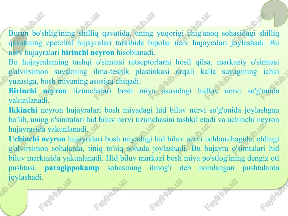 hidbilish va ta'mbilish organlarini tuzilishi - Page 5