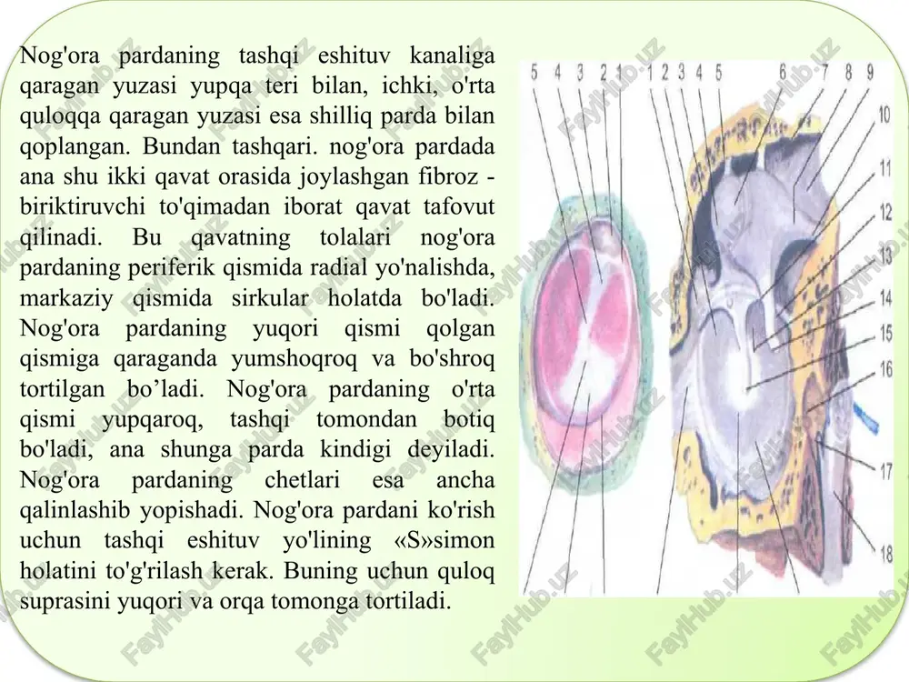 cha yoki dahliz oynachasi bilan oval teshikcha yoki chig'anoq oynachasi orqali qo'shilib turadi. o'rta quloqda joylashan uzangining asosi bilan qoplangan bo'lsa, ikkilamchi parda bilan yopilgan. dahlizning orqa tomonida joylashgan beshta teshik uchta yarim halqasimon kanal oyoqchalariga qo'shiladi va dahlizning old tomonidagi teshik orqali chig'anoq bilan birlashadi. bundan tashqari, dahlizning medial devoridagi dahliz qirrasi uni ikkita chuqurcha - cho'ntakka ajratib turadi. ulardan oldingisi yumaloq cho'ntakcha, orqadagisi uzunchoq cho'ntakcha bo’lib, u yarim halqasimon kanal teshiklariga yaqinroq joylashgan. bu cho'ntakchada dahliz suv yo'lining ichki joylashgan. dahliz ichidagi bo'shliq ana shu kanal va teshik orqali tashqari xaltacha bilan qo'shilib turadi. bu hol dahlizdagi suyuqlik miqdorining bir me'yorda bo'lishini ta’minlaydi. suyak uchta (yuqori, orqa va tashqi) yarim halqasimon kanallardan iborat bo'lib, ular uch tekislikda joylashgan. jumladan, oldingi yarim halqasimon kanal sagittal tekislikda, orqa tomondagi yarim halqasimon kanal frontal tekislikda. tashqi tomondagi yarim halqasimon kanal gorizontal tekislikda joylashgan. ular bir kanalning ikkita oyoqchasi bo'lib, biri oddiy, …