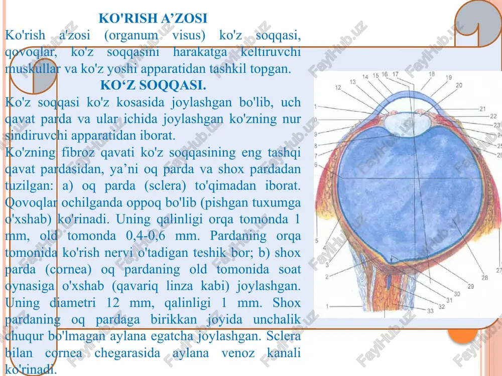 dan tashqari, gavharning orqa tomonida joylashgan shishasimon tananing old tomonidagi chuqurcha gavharga mos bo'lib, unga tegib turadi. jumladan. ko'z gavhari ko'zning uzoq yoki yaqinga qarashiga qarab o'zgaradi, uzoqqa qaralganda gavhar atrofiga yopishgan boylamlar gavharni chetga tortib yalpaytiradi. yaqinga qaralganda esa kipriksimon muskullar qisqarib, kipriksimon boylamni bo'shashtiradi, natijada gavhar yumaloqlashadi. akkomodatsiya deb shunga aytiladi sh i sh a s i m o n tana ko'z gavhari bilan to'r parda oralig'ida joylashgan tiniq yumshoq modda. u yupqa parda bilan o'ralgan. shishasimon tana bilan gavharda qon tomir va nervlar bo'lmaydi. shishasimon tananing oldingi yuzasida chuqurcha bo'lib, uning chekkalari maxsus ipchalar yordamida ko'z gavhariga yopishadi. ko'z soqqasining shox parda markazida (o'rtasida) ko'zning oldingi qutbi bo'ladi. ko'zning orqa qutbi esa shox pardaning orqa qismida (ko'rish nervining chiqish joyidan chetroqda) joylashgan. oldingi qutb bilan orqa qutb oralig'i 24 mm dan iborat bo'lib, unga ko'z soqqasining o'qi deyiladi. ko'z soqqasining aylana o'lchovi uning ekvatori hisoblanadi. ko'z soqqasining …