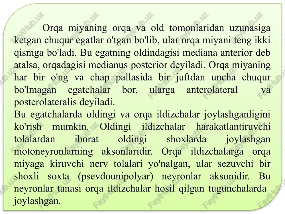 chun orqa miya va uning ildizchalari erkin joylashgan. subaraxnoidal bo’shliq pastki qismida kengayib, araxnoidal qopcha va oxirgi sistemani hosil qiladi. to'r parda orqa miyaning egat va tirqishlari ustidan yo'naladi. bu egatlarning ichiga kirib, orqa miyani har tarafdan o'raydigan pardaga yumshoq parda deb ataladi. orqa miya atrofidan bu bo'shliq bosh miya atrofidagi xuddi shunday bo'shliqqa davom etadi. o‘z navbatida, orqa miya atrofidagi subaroxnoidal bo'shliqda frontal tekislikda joylashgan 19-23 ta tishsimon boylamlar joylashadi. tishsimon bovlamlarorqa miyani qimirlatmasdan ushlab turadi. to'rsimon parda ostida joylashgan bu boylamlar subaroxnoidal bo'shliqni oldingi va orqa bo'limlarga bo'ladi va orqa miyaning harakatini cheklab turadi. orqa miyanmg ichki tuzilishi. orqa miya shoxlaridagi kulrang moddalar va ular orasidagi oq moddalardan orqa miya uzunligi bo‘yicha joylashgan kulrang poyalar va oq modda poyalari hosil bo‘ladi. kulrang poya quyidagi poyalarga ajraladi: a) oldingi poya oldingi shoxlardan hosil bo'ladi; b- orqa poya orqa shoxlardan hosil bo'ladi; d- yon poya yon shox - lardan hosil …