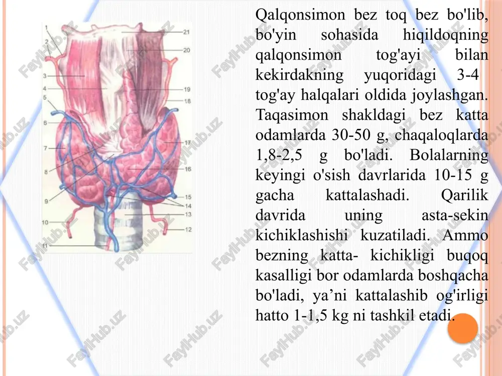 olaktin, adenokortikotrop, gonadotrop gormonlar organizmning turli funksiyasiga ta’sir qiladi. jumladan somatotrop gormon organizmning umumiy o‘sishiga ta’sir ko'rsatadi. agar somatotrop gormon ko'proq ta’sir qilsa, odam haddan tashqari o‘sib ketishi (akromegaliya) mumkin. prolaktin gormoni ko‘krak bezidan sut chiqishini kuchaytiradi va ayollar tuxumdonidagi sariq tanacha faoliyatiga ta’sir etadi. adenokortikotrop gormon buyrak usti bezining po'stloq qismi faoliyatiga ta’sir etib, undan gormon chiqishini kuchaytiradi. gonadotrop gormon jinsiy bezlar (tuxumdon, moyak) funksiyasini faollashtiradi. bezning oldingi bo'lagi orqa tomonida joylashgan hujayralardan ajralgan gormon odam terisi rangiga ta’sir qiladi. bezning orqa bo’lagidan ajralgan gormonlar aslida ko'rish do‘mbog'ining ostki qismidan ajralib, voronkasimon oyoqcha orqali pastga tushadi va bezda to'planadi. gormon bezdan qonga o‘tib, buyrak naychalarida siydikning qayta so'rilishini tezlatadi, bachadon qisqarishini, ko'krak bezidan sut (bola emayotganda) chiqishini kuchaytiradi. ortiqsimon tana yoki epifis bosh miyadagi to'rt do'mboqning yuqorisida, ikkita do‘mboq o‘rtasida joylashgan moshdek (og'irligi 0,2 g) dumaloq bez bo’lib, ko'rish do'mbog'iga yuganchalar yordamida tutashib turadi. bez uni o'rab turgan parda …