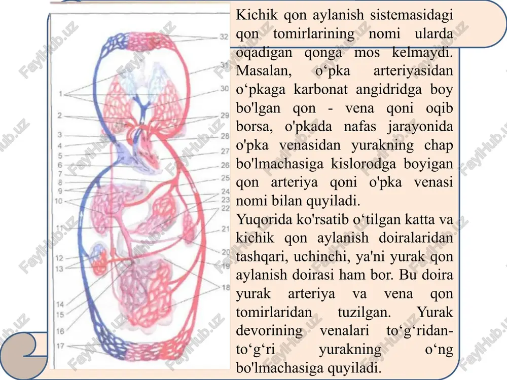 bilan ta’minlaydigan tomirlardan bir necha marotaba katta bo'ladi. a'zoga oqib kelayotgan qonning miqdori taqqoslanganda, qon bilan eng yaxshi ta’minlanadigan a‘zo qalqonsimon bez va bosh miya hisoblanadi. qo'l va oyoq qonsizlikka bir necha soatgacha o'zgarishsiz chidashi mumkin. yurak bir qisqarishi davomida bosh miya qonsiz qolsa, odam hushidan ketishi mumkin. 5. qon tomirlari a’zo taraqqiyoti bilan bog'liq bo'lganligi uchun, tomirlaming a ’zolar ichidagi tarmoqlanishi va tuzilishi shu a'zoning shakliga hamda bajaradigan vazifasiga mos bo'ladi. 6. ko'pchilik qon tomirlari embrionning rivojlanishi davrida nervlar bilan birga rivojlanib, ular bilan yonma-yon yo'naladi va nerv, qon-tomir tutamini hosil qiladi. 7. taraqqiyot jarayonida hosil bo'lgan bo'shliqlar devori va bo'shliq ichidagi a ’zolar alohida qon tomiri bilan ta’minlanadi. shu sababli, parietal va visseral tarmoqlarga bo'linadi. misol uchun, ko'krak aortasi, qorin aortasi, ichki yonbosh arteriyalarining tarmoqlari. 8. odam tanasi taraqqiyot paytida segmentar tuzilishga ega bo'lganidan, segmentar qon bilan ta'minlanish saqlanadi. misol uchun, qovurg'alararo qon tomirlar, bel qon tomirlari va …