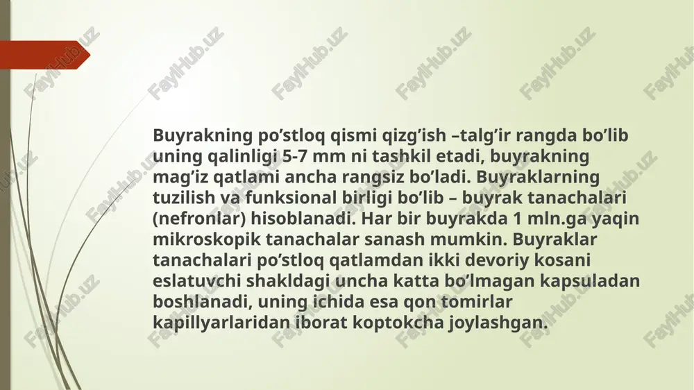 buyraklarning tuzilishi, vazifasi va yosh xususiyatlari - Page 5