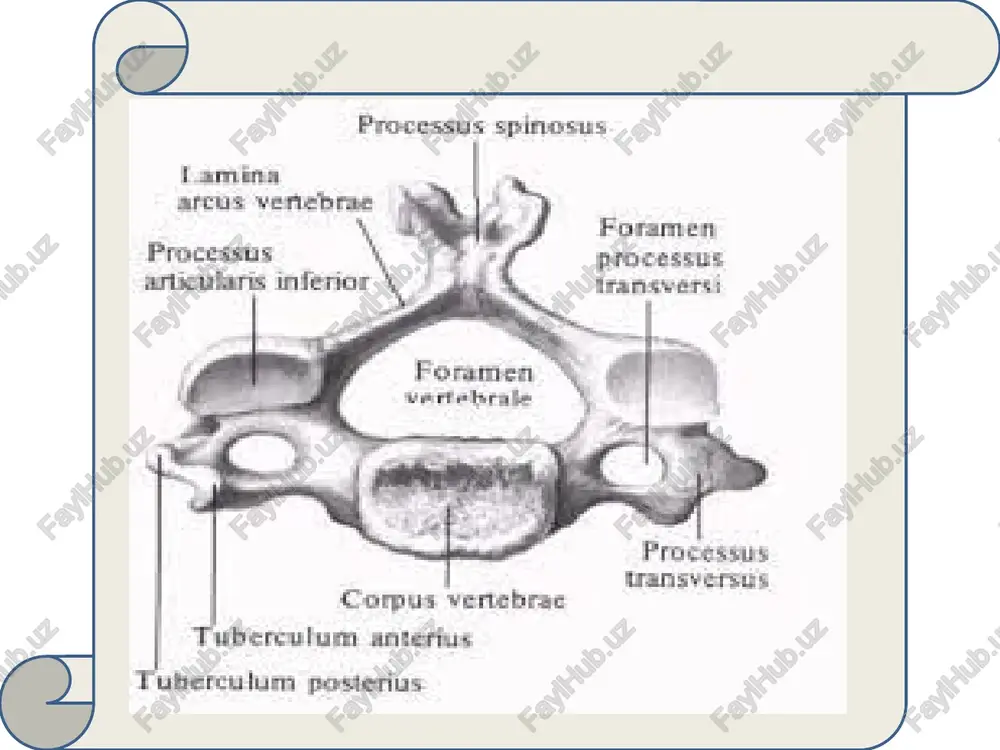 styloideus o‘sib chiqqan. suyakning boshida bilak suyak bilan bo‘g‘im hosil qiluvchi gir aylanasi circumferentia articularis bor. bilak suyagi. bilak suyagi, radius, tirsak suyagiga teskari o‘laroq, distal epifizi yo‘g‘onroq. suyakning proksimal uchida boshchasi, caput radii bo‘lib, yelka suyagining boshchasi bilan bo‘g‘im hosil qiluvchi yassi chuqurchasi. boshchaning yon yuzasining yarmi circumferentia radii bilan egallangan bo‘lib, tirsak suyagining kemtigi bilan birlashadi. suyakning bo‘yni collum radii ingichkaroq. uning old va tirsak tomonida g‘adir budirlik tuberositas radii joylashgan. unga yelkaning ikki boshli muskuli payi yopishadi. distal epifizning lateral tomoni bigisimon o‘siqprocessus styloideusga davom etadi. suyakning pastki uchi yuzasi, kaft usti bo‘g‘im yuzasi, facies articularis carpea deyiladi. medial chetida incisura ulnaris bo‘lib, tirsak suyagi boshchasi bilan bo‘g‘im hosil qiladi. qo‘l panja suyaklari o‘zlarining joylashuvi va vazifalariga qarab 3 qismga bo‘linadi: a) kaft usti suyaklari ossa carpi (carpalia), b) kaft suyaklari ossa metacarpi (metacarpalia), v) barmoq suyaklari ossa digitorum (phalanges): kaft ustki suyaklari ossa carpi (carpalia) 8 …