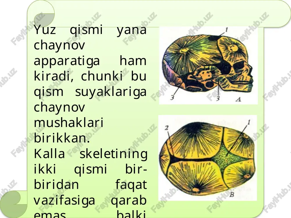 ethmoidale) kalla asosining oldingi qismida joylashgan bo'lib, burun bo'shlig'i va ko'z kosasining devorlarini hosil qilishda ishtirok etadi. u uch qismdan: gorizontal joylashgan g'alvirsimon, o'rtada pastga yo'nalgan perpendikular plastinka va uning ikki tomonidagi g'alvirsimon labirintlardan iborat. a-peshona suyagi (os frontale). tashqi yuzasi. b-peshona suyagi (os frantale). ichki yuzasi. g'alvirsimon labirintlar lateral tomondan ko'z kosasini ichki devorini hosil qiladigan yupqa ko'z kosasi plastinkasi bilan qoplangan.yangi tug'ilgan chaqaloqning g'alvirsimon suyagi to'rt qismdan iborat bo'lib, emizikli davrda u bir tekis o'sadi. ilma-teshik plastinka suyaklanib, labirintlar bilan qo'shiladi. uch yoshda burun bo'shlig'ining shilliq pardasi labirint katakchalariga kiradi va uning tog'ayi so'rila boshlaydi. bolalikning birinchi davrida perpendikular plastinka suyaklanib dimog' suyagigacha o'sib boradi. davr oxirida labirint kataklari ichidagi tog'ay so'rilib bo'ladi va g'ovaklar hosil bo'ladi. balog'at yoshida suyak taraqqiyoti tugab, kattalarnikiga o'xshab qoladi. ponasimon suyak (os sphenoidale) juda murakkab tuzilgan bo'lib, kalla suyagining asosi o'rtasida deyarli barcha kalla suyaklari bilan birlashgan holda joylashgan kalla asosi va …