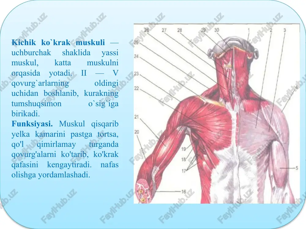 rikadi. 2.qorinning ichki qiyshiq muskullari. boshlanishi yonbosh suyagining o’rta chizig’idan,orqa tutamlari bel sohasidan bu mushak tashqi qiyshiq mushakning ostida joylashib o’ziga qarama-qarshi shu nomli mushaklar bilan qorinning o’rta chizig’ida tutashadi. 3. qorinning to’g’ri mushagi: boshlanish sohasi: v, vi, vii qovurg’alarning tog’ay qismi va to’sh suyagining hanjarsimon o’simtasi. birikish sohasi : qov suyagining bo’rtiq qismi. 4.piramidasimon mushak – qorin to’g’ri mushagining pastki sohasidan, qov suyagining o’zaro birikish chegarasida uchburchak shakilli kichik mushak sanaladi. orqaning chuqur muskullari — umurtqalarning qirra o`siqlari bilan qovurg`alar burchagi orasidagi uzunasiga ketgan ariqchalarda joylashgan. orqaning chuqur muskullari uch: yuza, o`rta va chuqur qavat bo`lib joylashadi. yuza qavatda: bo`yin va boshning tasmasimon muskullari — pastki beshta bo`yin va yuqorigi oltita ko`krak umurtqalarining qirrali o`siqlaridan boshlanadi. umurtqa pag`onasini tiklovchi muskullar dumg`azaning orqa sohasidan, bel umurtqalarining ko`ndalang o`siqlaridan boshlanadi. uzun muskullar -barcha ko`krak va uchta pastki bo`yin umurtqalarining ko`ndalang o`siqlaridan boshlanib, barcha ko`krak va yuqori bo`yin umurtqalarning ko`ndalang o`siqlariga, ii-xi …
