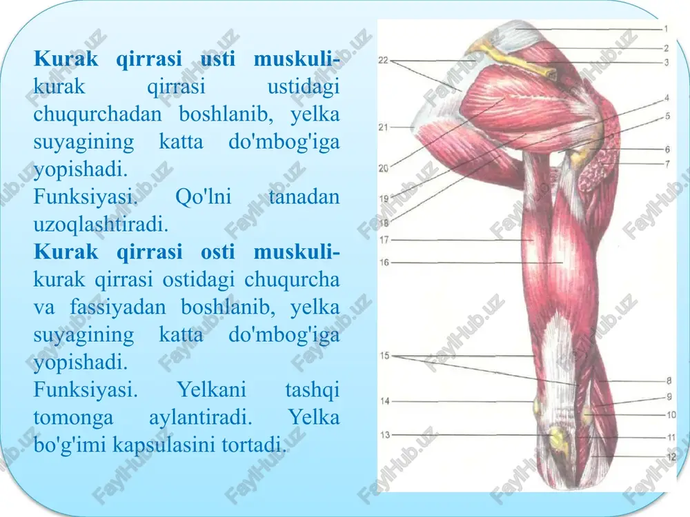rtqalari tanasining yon yuzalaridan va bel umurtqalarining ko’ndalang o’simtalaridan boshlanadi. b) yonbosh muskuli: yonbosh suyagining ichki yuzasidagi chuqurchadan va suyagining oldingi yuqorigi va ostki o’siqlaridan boshlanadi. 1) belning katta muskuli va yonbosh muskuli pastki sohada qo’shilib, songa hosila orqali o’tadi va son suyagi do’mbog’iga birikadi. vazifasi: oyoqni chanoq-son bo’g’imida bukadi va tashqi tarafga buradi. 2) kichik bel muskuli-katta bel muskulining ustida joylashadi va yonbosh muskul fassiyasiga davom etadi. chanoq suyagidagi tepaligda tugaydi. vazifasi: bel sohasini bukadi va yonbosh muskul fassiyasini taranglaydi. chanoqning tashqi yuzasidagi muskullar 1) dumbaning katta muskuli-yonbosh suyagining tashqi yuzasidan, dumg’aza suyagining yon sohasidan boshlanadi. muskul tutamlari sonning keng fassiyasiga davom etadi va son suyagidagi tuberositas glutea bo’rtig’iga birikadi. vazifasi: chanoq-son bo’g’imida son suyagini yozadi va tashqi tarafga buradi. 2) dumbaning o’rta muskuli-yonbosh suyagining tashqi yuzasidan boshlanib, son suyagidagi trochanter major bo’rtig’iga birikadi. vazifasi: chanoq-son bo’g’imida son suyagini uzoqlashtiradi. 3) dumbaning kichik muskuli-yonbosh suyagining tashqi yuzasidan boshlanib, son …