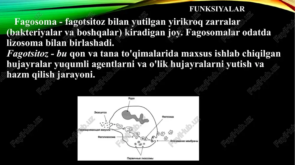 lizosomalar - Page 5