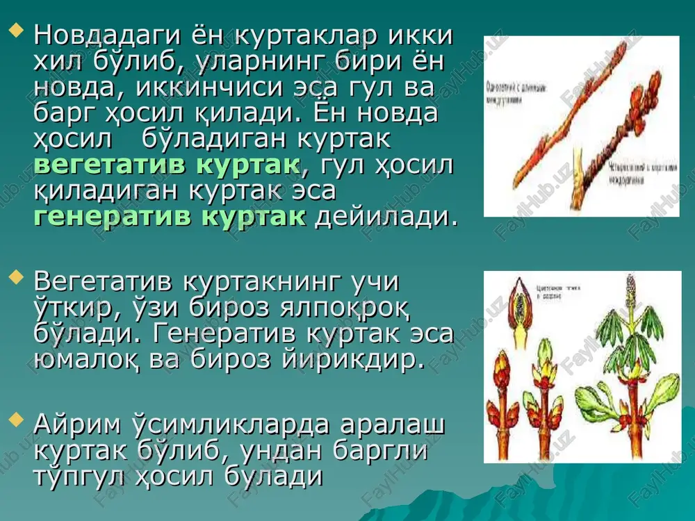 a ega bo'lgan bargsiz uzun novdalar mavjud. tuproqqa tegib turgan novdaning bo'g'imlaridan qo'shimcha kurtaklar, bo'g'imlarning ostki qismidan esa qo'shimcha ildizlar chiqadi. bunday novda o'simliklarni vegetativ ko'payishi uchun xizmat qilishi. bunday novdalar gajaklar deb ataladi. nazorat savollari shakli o'zgargan novda....? a. ildiz, poya, ildizmeva v. piyozbosh, ildizpoya, tugunak, ildizmeva s. boshkaram, piyozbosh, tugunak, gajak d. kartoshka, ildizmeva, tur nazorat savollari monopodial shoxlanish....? a. novda ma'lum bir miqdorda o'sgach, uchki qismi ikkiga bo'linadi v. novdaning uchki kurtagi o'simlik nobud bo'lguncha o'sishni davom etaveradi s. asosiy novdadagi uchki kurtagi ma'lum vaqtdan so'ng o'sishdan to'xtaydi d. novda ma'lum bir vaqtda o'sishdan to'xtab, yon novda o'sishni davom etiradi e'tiboringiz uchun raxmat!