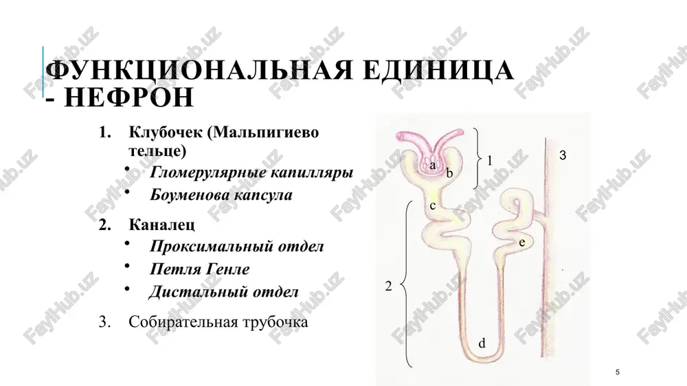 ksimalnom otdele aktivno sekretiruyutsya organicheskie anioni i kationi (k+, n+ i nh4+) passivnoy diffuziey sekretiruyutsya neionizirovannie formi slabix kislot i osnovaniy eto takoy ob'em plazmi krovi, kotoriy polnostyu ochishaetsya pochkami ot filtriruemogo i sekretiruemogo veshestva za 1 minutu 125 - 600 ml/min paraaminogippurovoy kisloti = 600 ml/min otrajaet pochechniy krovotok filtratsionniy-sekretorniy klirens regulyatsiya filtratsii avtoregulyatsiya: miogenniy otvet gmk prinosyashix arteriol kanaltsievo-klubochkovaya obratnaya svyaz gumoralnaya: vazokonstriktori (angiotenzin ii, noradrenalin, adrenalin, dofamin, adg, atriopeptin, leykotrieni) predserdniy na-ureticheskiy faktor vazodilatatori (kinini: bradikinin, kallidin) pri kolebaniyax pochechnogo arterialnogo davleniya v diapazone ot 85 do 180 mm.rt.st. pochechniy krovotok soxranyaetsya za schet avtoregulyatsii: regulyatsiya reabsorbtsii stimuliruyut: aldosteron stimuliruet vsasivanie na+ vazopressin usilivaet vsasivanie vodi kaltsitriol stimuliruet reabsorbtsiyu ca2+, mg2+, fn parat-gormon stimuliruet reabsorbtsiyu ca2+, mg2+ estradiol usilivaet reabsorbtsiyu sa2+, fn ingibiruyut: kaltsitonin podavlyaet reabsorbtsiyu ca2+, mg2+, fn, na+, k+ natriyureticheskiy faktor snijaet reabsorbtsiyu na+ tablitsa osnovnie gormonalnie vliyaniya na protsessi mocheobrazovaniya protsessi uvelichivayut umenshayut klubochkovaya …
